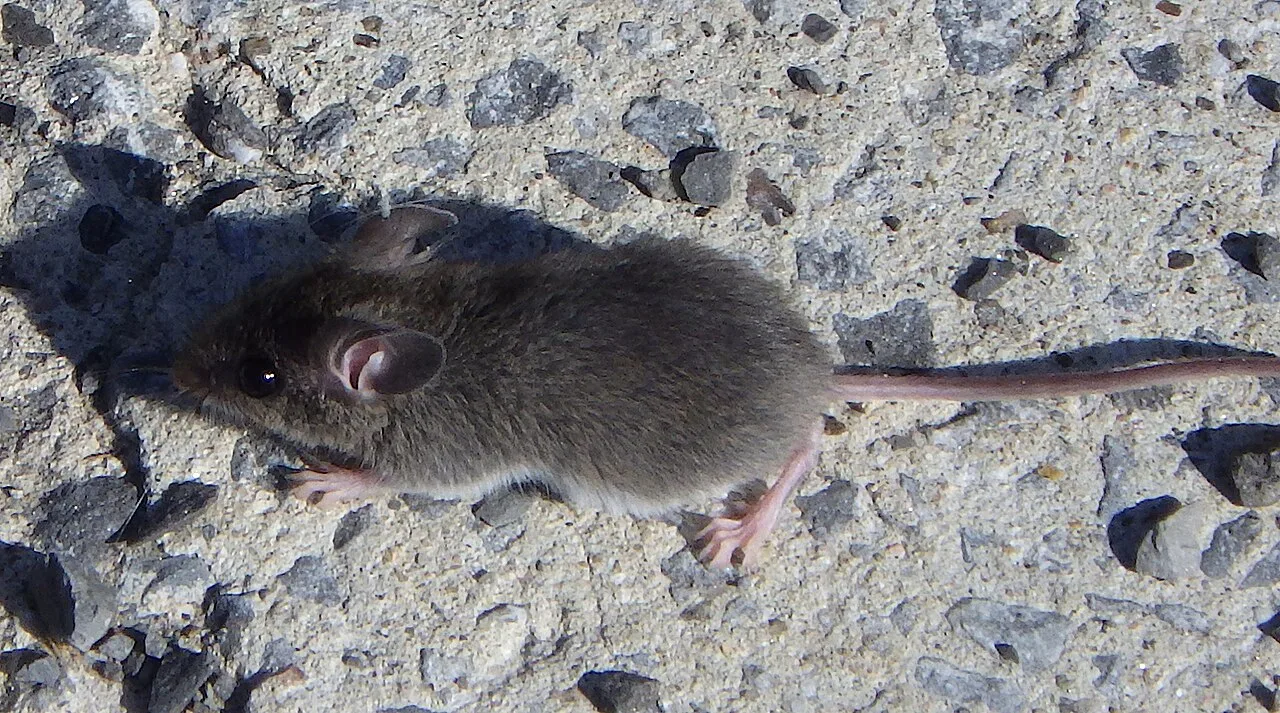 Gray-brown house mouse walking across gravelly concrete, its long tail stretched behind
